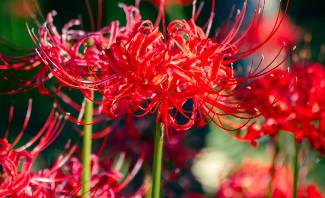 Red Spider Lily Flower: Meaning, Symbolism, and Colors | Pansy Maiden