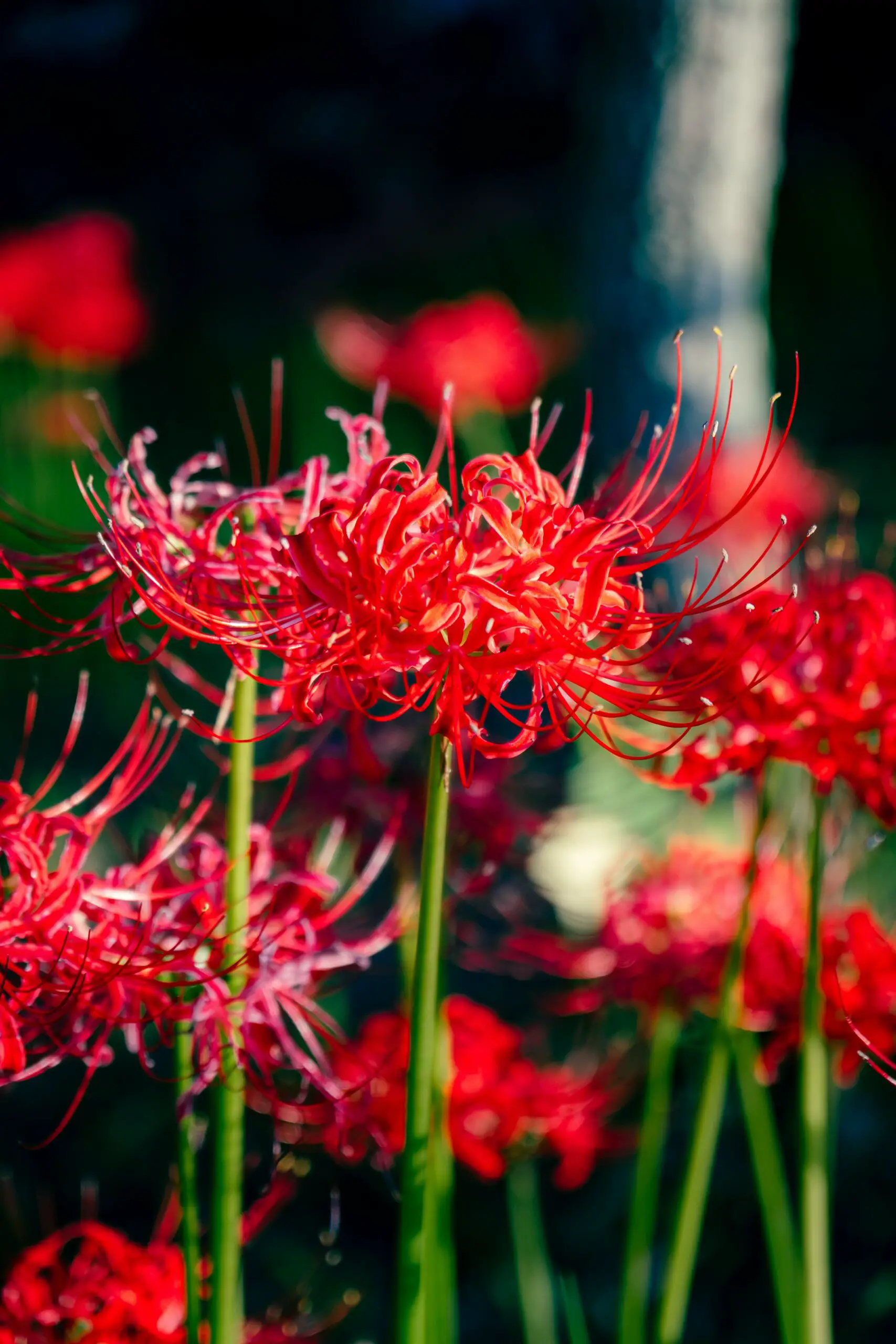 Spider lily meaning