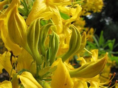 What does a Rhododendron as a Gift Symbolize?