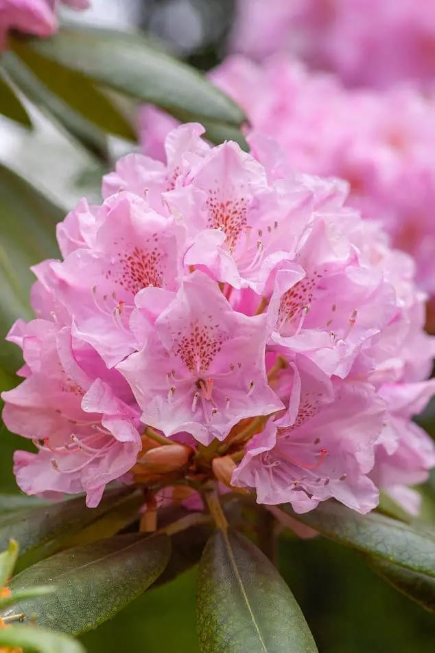 Rhododendron Flower Meaning, Symbolism, and Colors Pansy Maiden