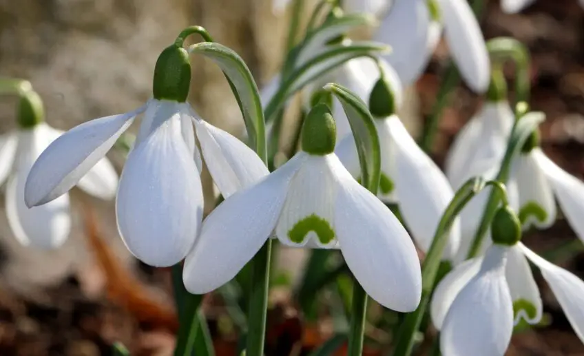 Snowdrop Flower Meaning, Symbolism, and Colors Pansy Maiden