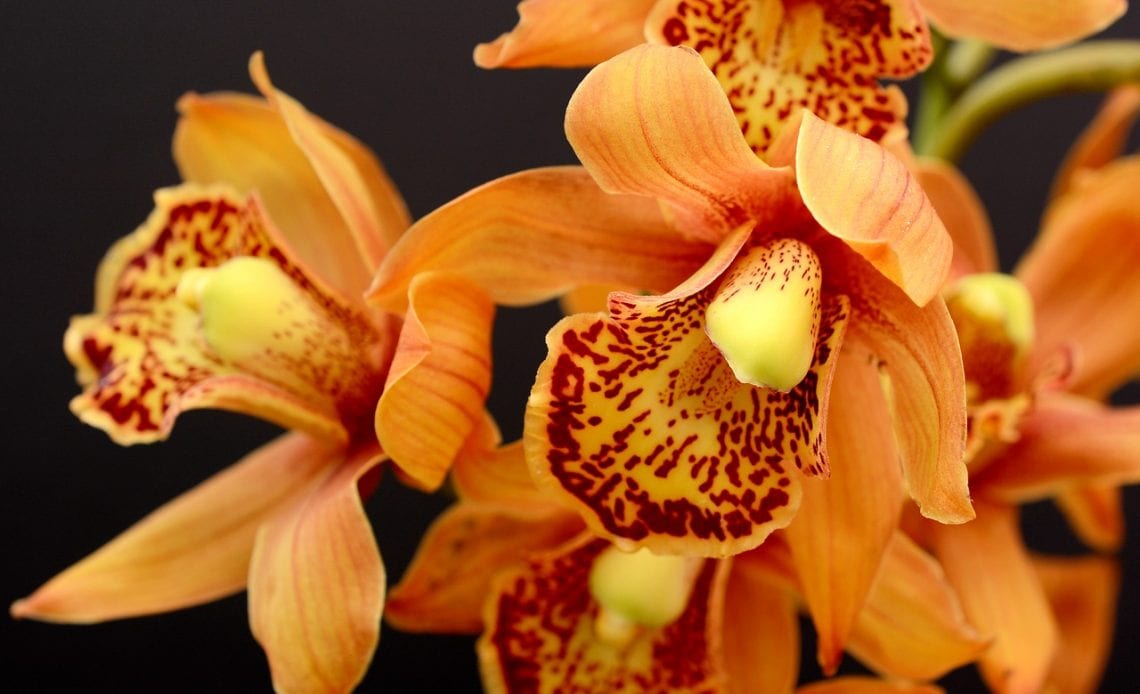 What Do Orchids Symbolize?