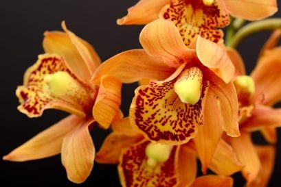 What Do Orchids Symbolize?