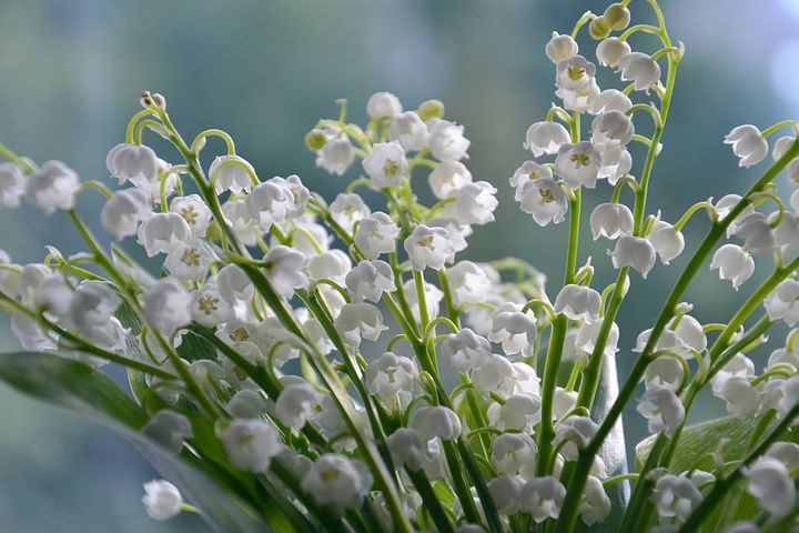 Details about   Language of Flowers Lily of the Valley 