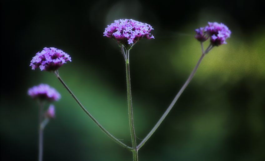 Verbena Flower Meaning, Symbolism, and Colors Pansy Maiden