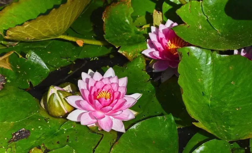 What do Waterlilies Symbolize? Pansy Maiden