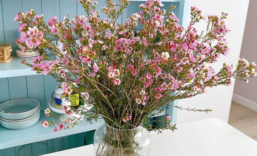 Wax Flower Meaning, Symbolism, and Colors Pansy Maiden