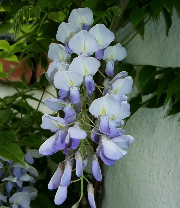 Wisteria Flower - Meaning, Symbolism, Colors & What Special About It  