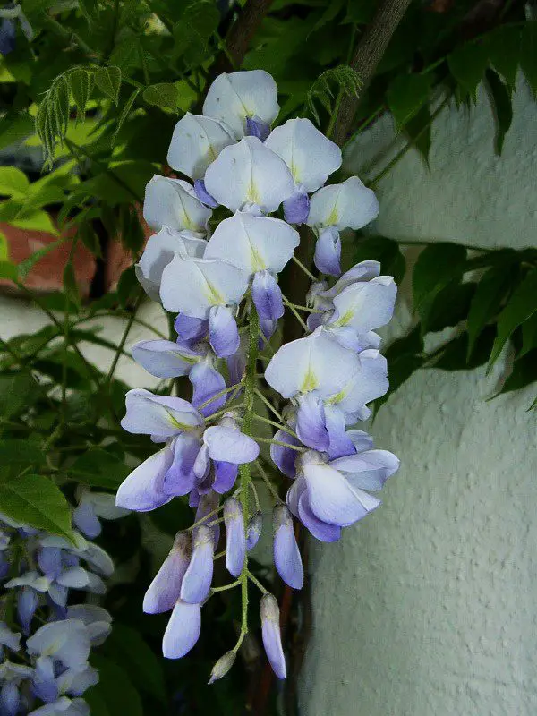 Wisteria Flower Meaning, Symbolism, and Colors Pansy Maiden