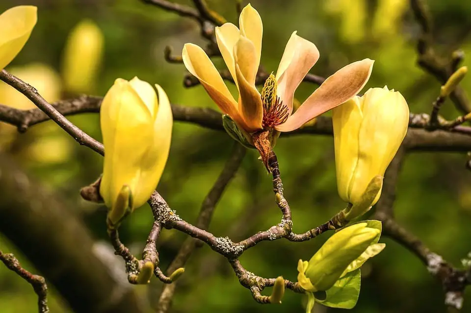 Magnolia Flower: Meaning, Symbolism, and Colors