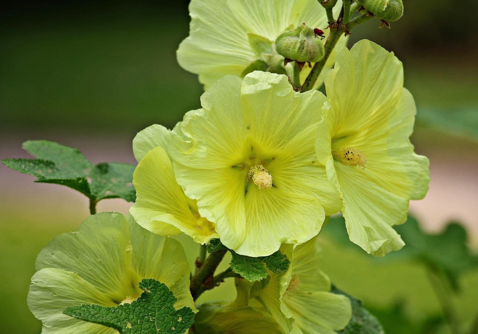 Hollyhock Flower Meaning, Symbolism, and Colors Pansy Maiden