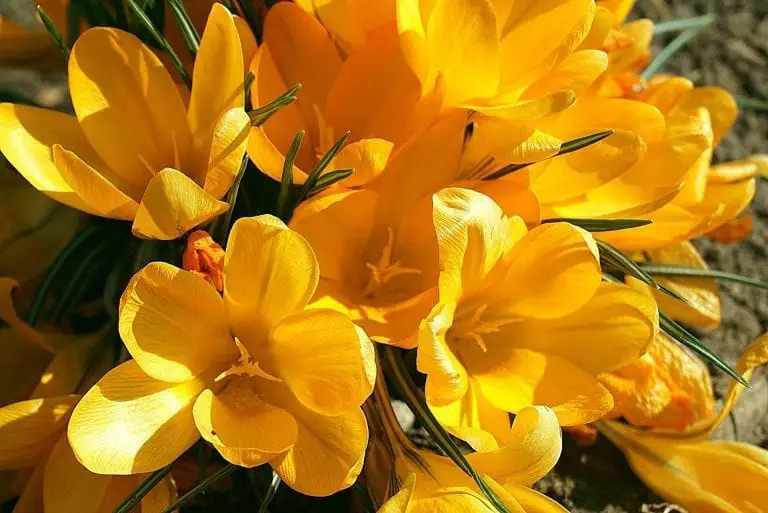 Crocus Flower Meaning, Symbolism, and Colors Pansy Maiden