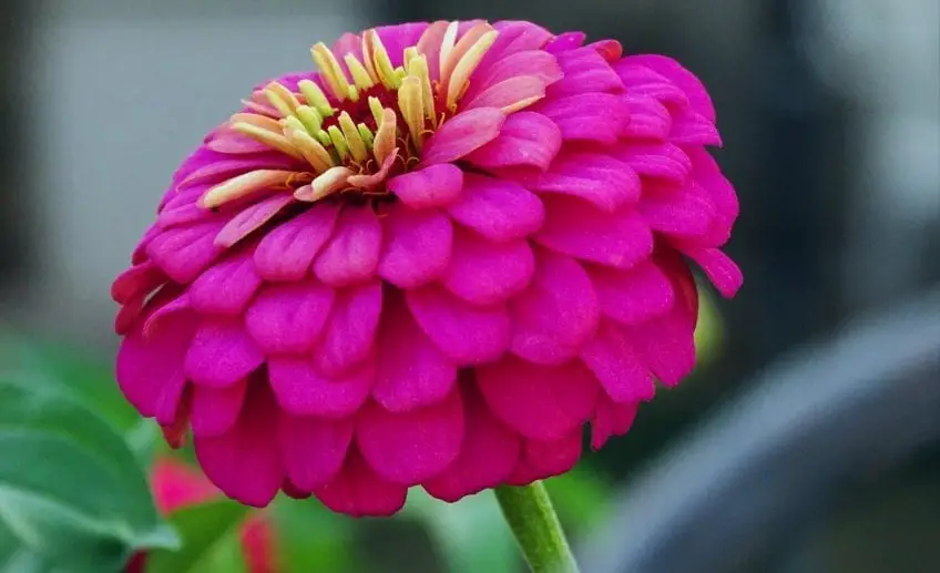 Zinnia Flower Meaning, Symbolism, and Colors Pansy Maiden
