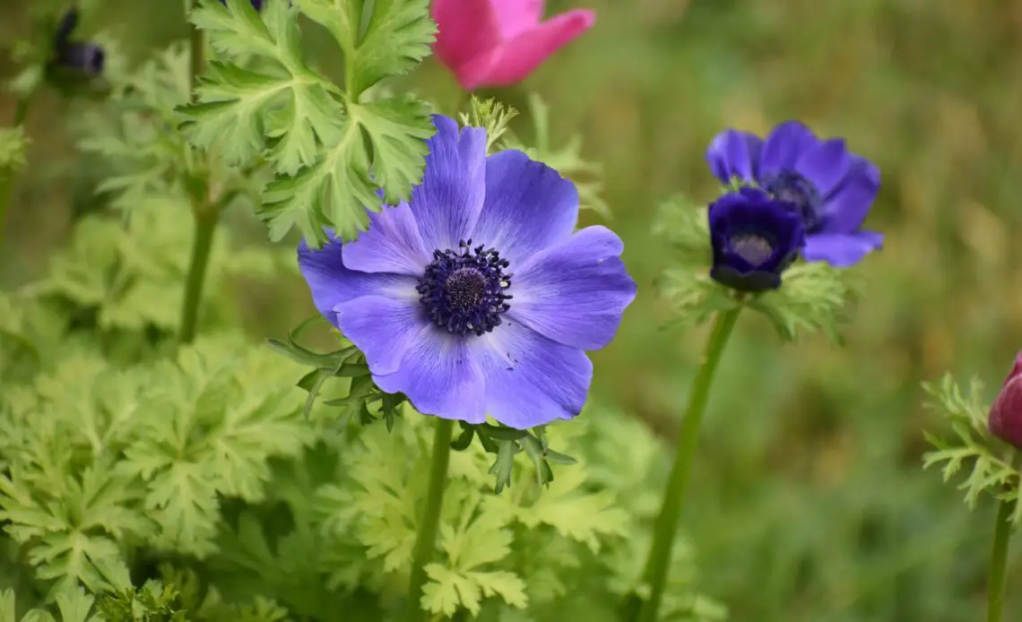 Anemone Flower