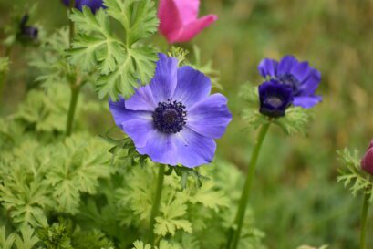Anemone Flower