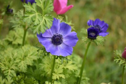 Anemone Flower