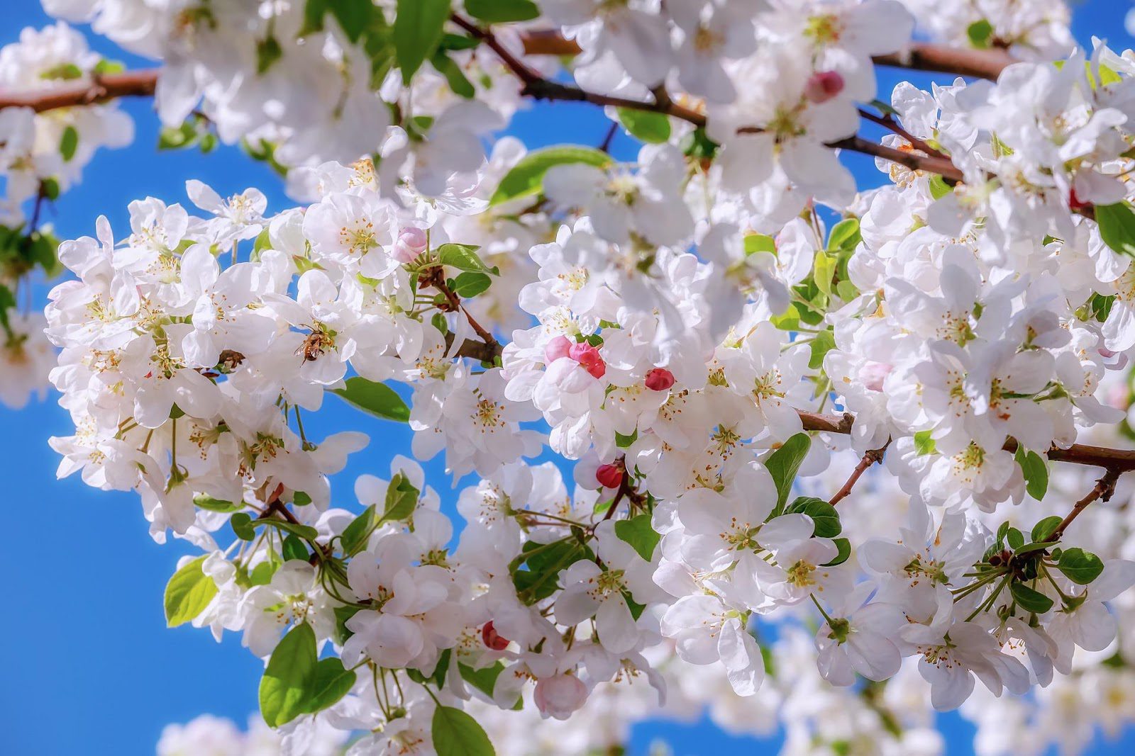 Apple Blossom Flower Meaning, Symbolism, and Colors Pansy Maiden