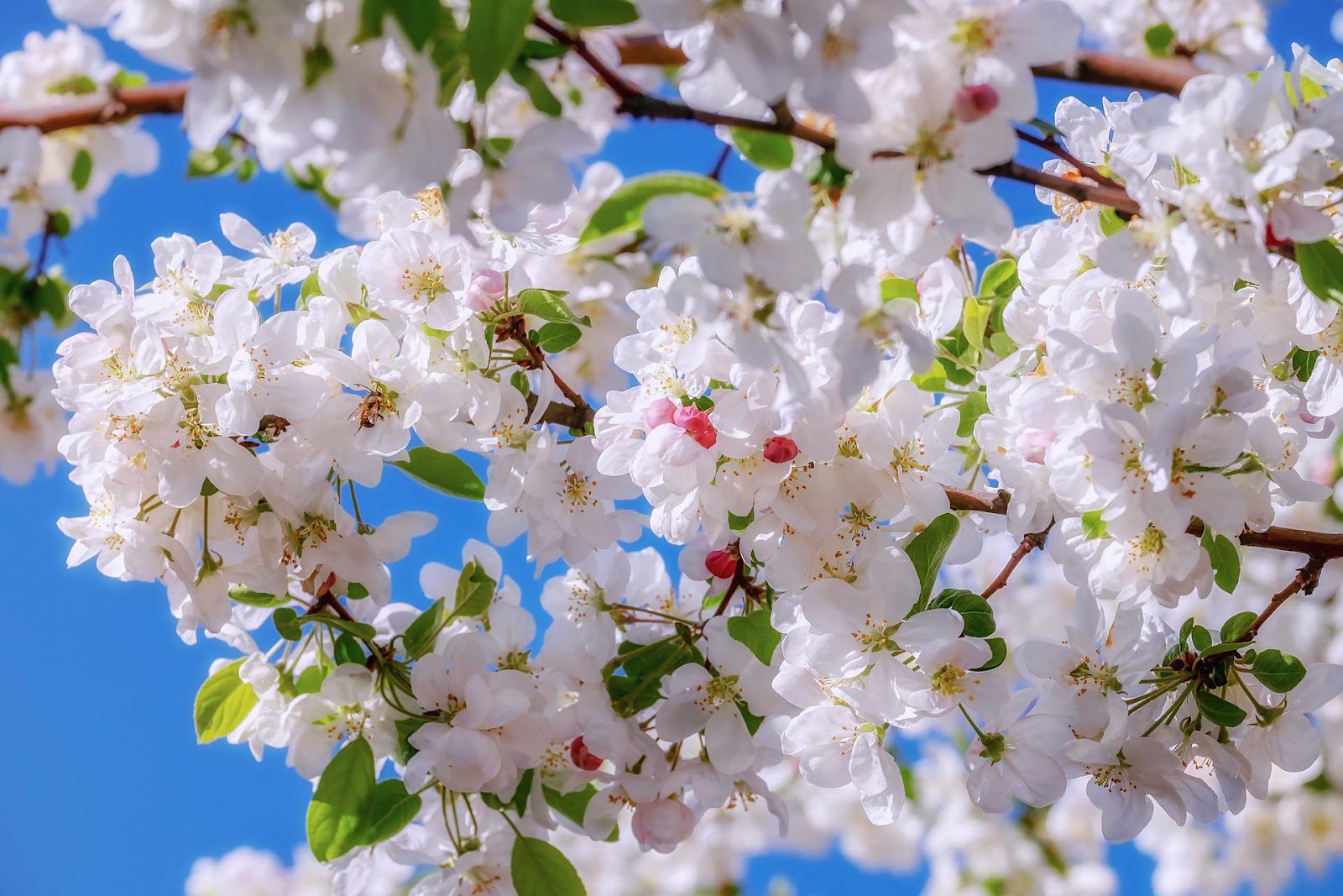 Apple Blossom Flower Meaning Symbolism And Colors Pansy Maiden