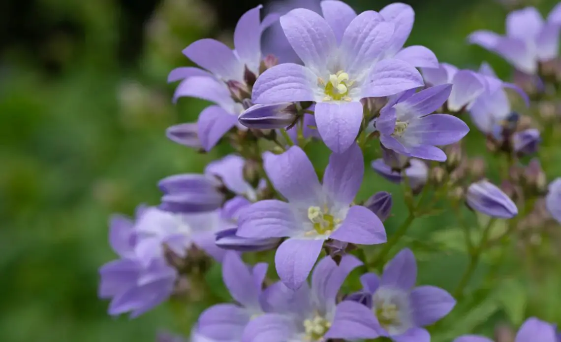 Campanula Flower Bellflowers