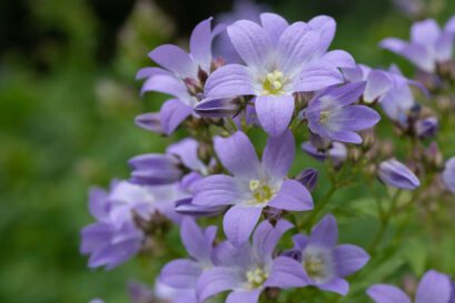 Campanula Flower Bellflowers