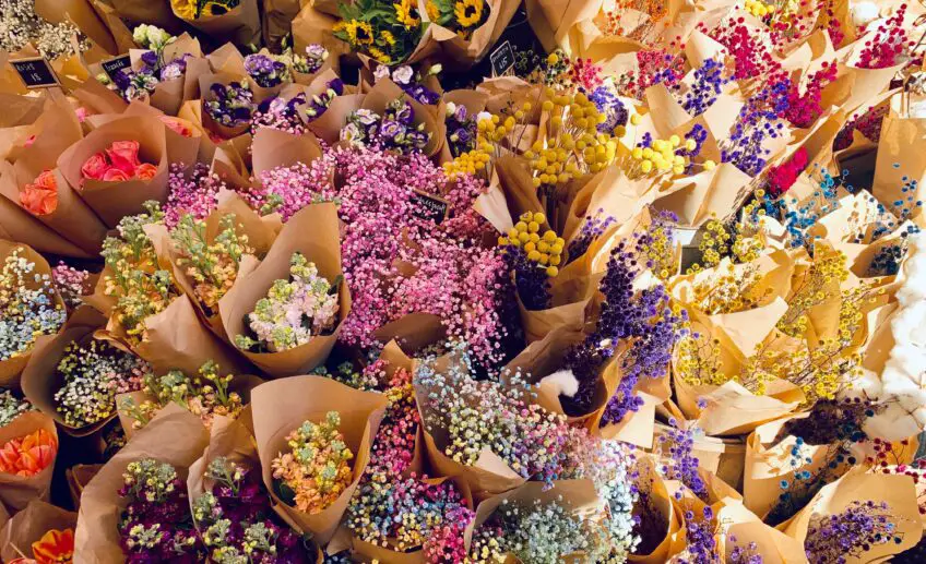 Baby Breath Flower Meaning, Symbolism, and Colors Pansy Maiden