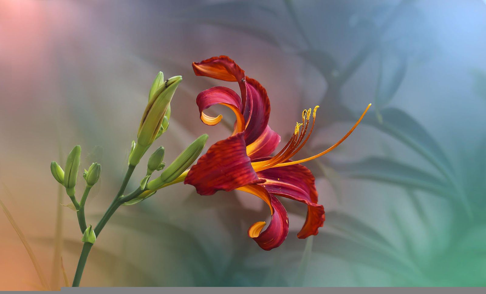 Daylily Flower Meaning, Symbolism, and Colors Pansy Maiden