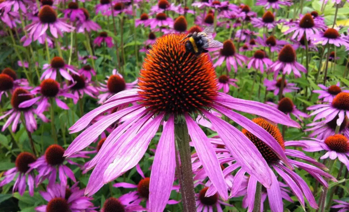 Echinacea Flower Coneflower