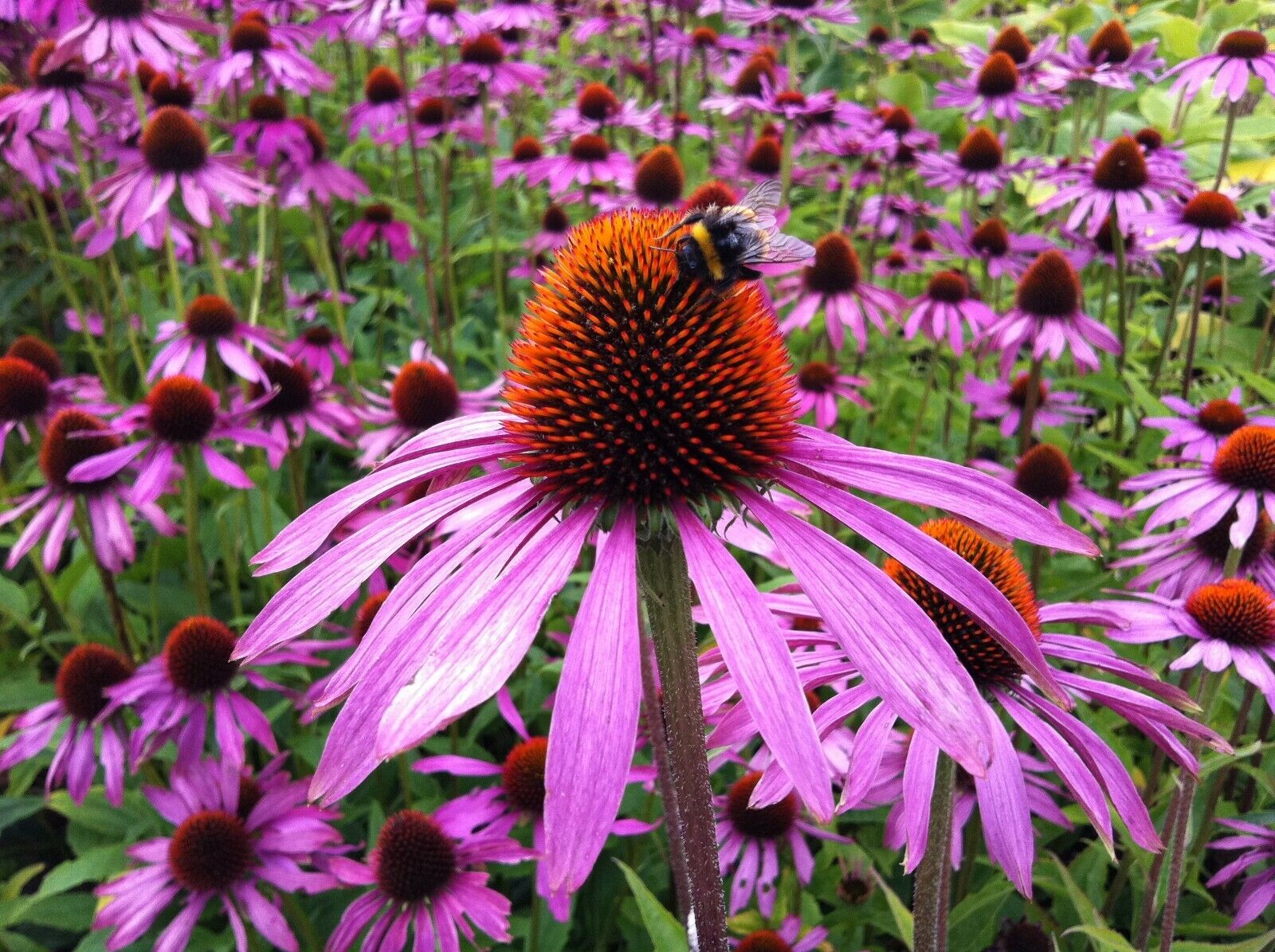 Echinacea Flower (Coneflower) Meaning, Symbolism, and Colors Pansy