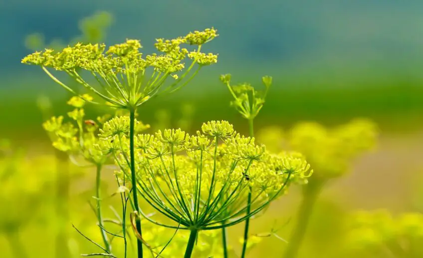 Fennel Flower Meaning, Symbolism, and Colors Pansy Maiden