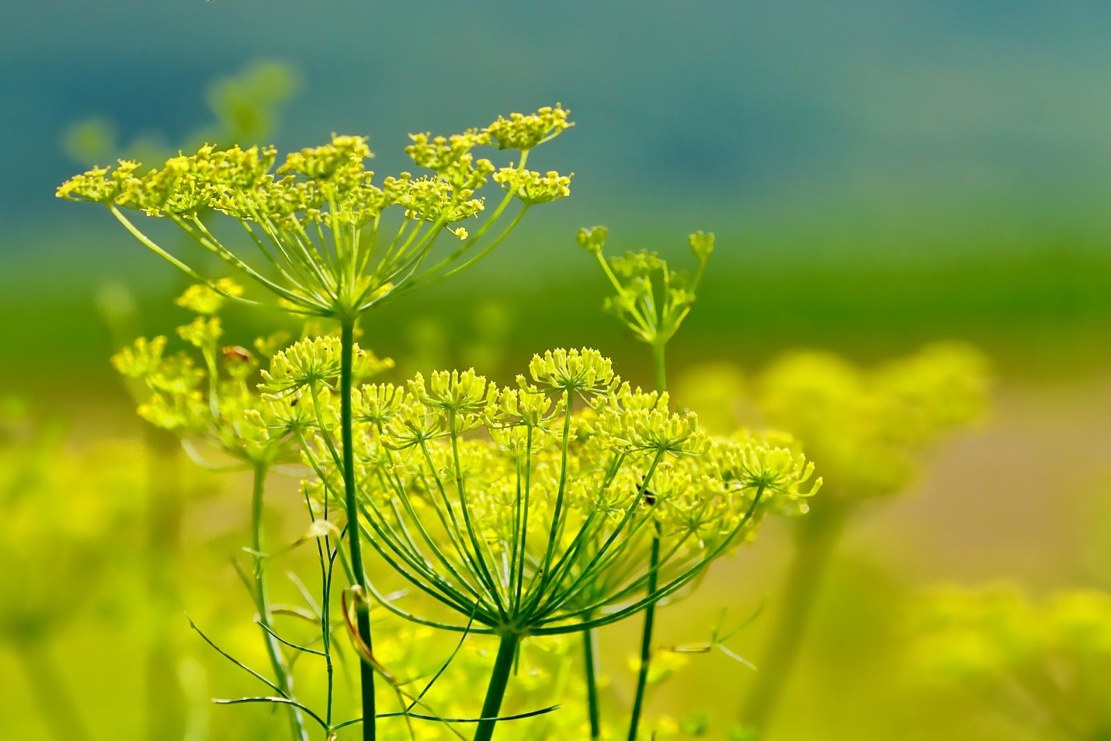 Fennel Flower Meaning, Symbolism, and Colors Pansy Maiden