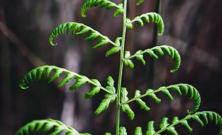Fern Flower Meaning, Symbolism, and Colors Pansy Maiden