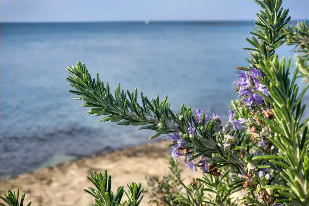 Rosemary Flower Meaning, Symbolism, and Colors Pansy Maiden