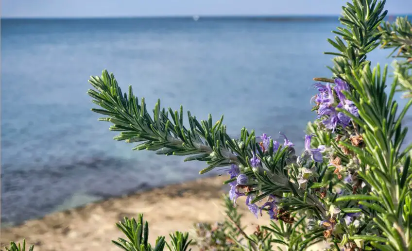 Rosemary Flower Meaning, Symbolism, and Colors Pansy Maiden