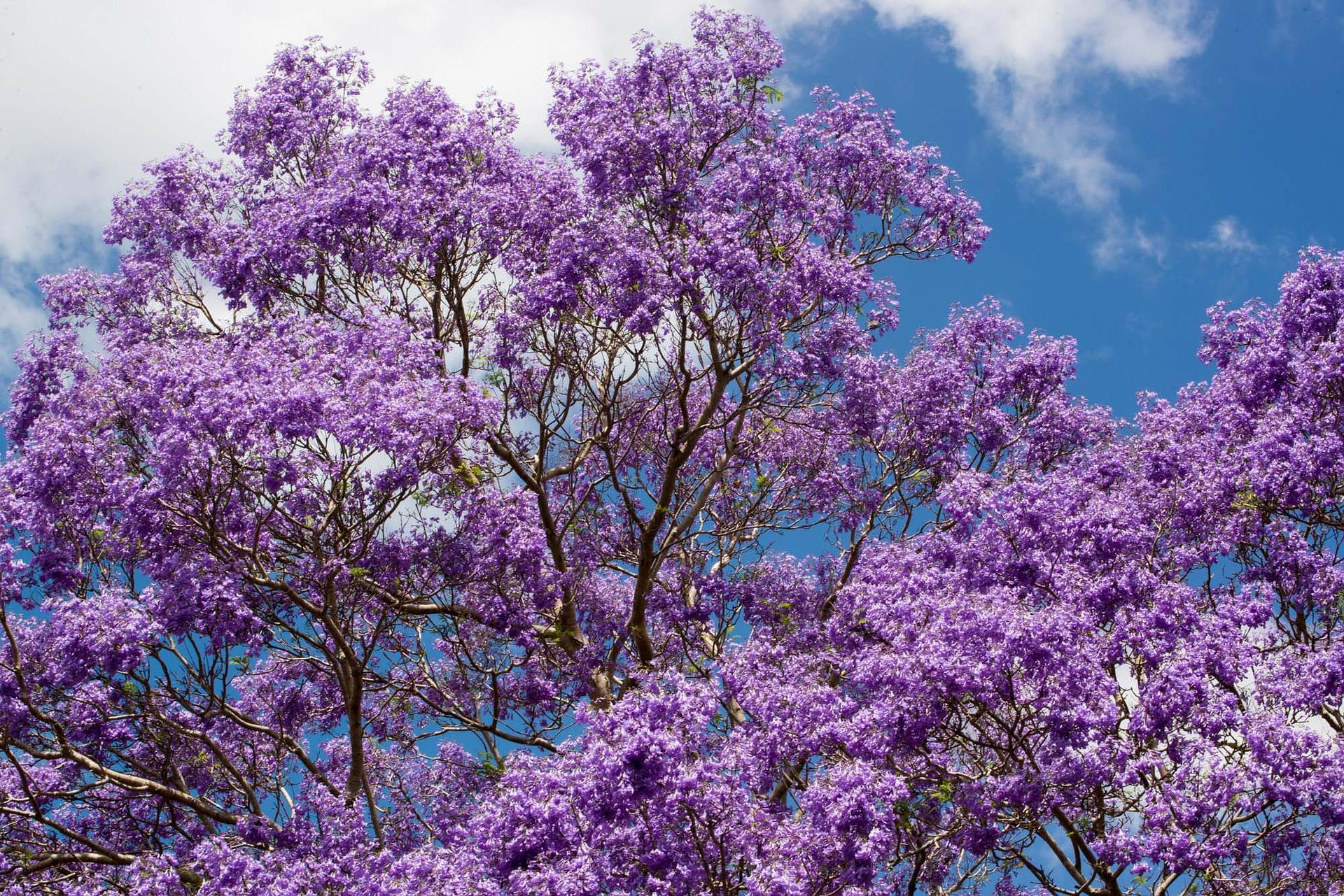Jacaranda Flower: Meaning, Symbolism, and Colors | Pansy Maiden