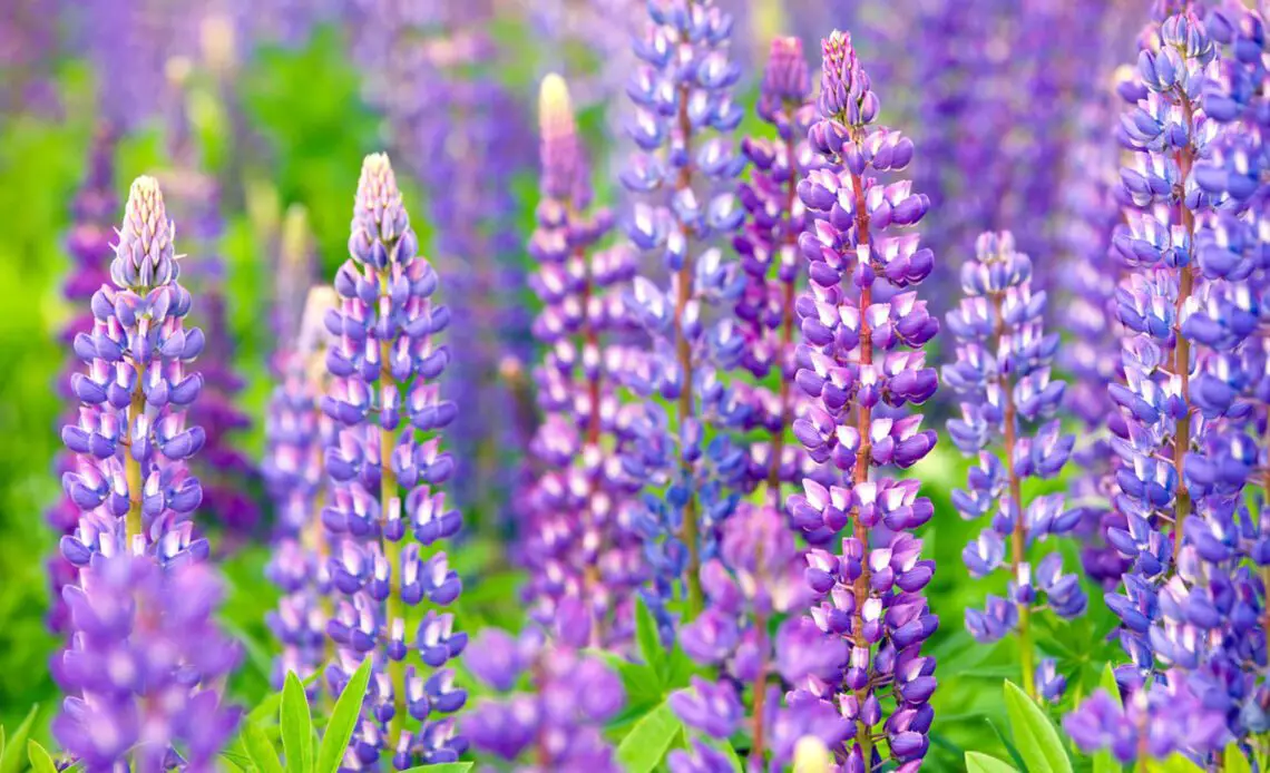 Lupine Flower