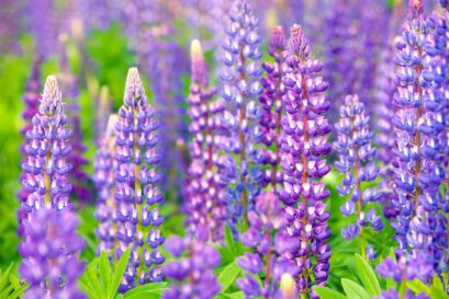 Lupine Flower