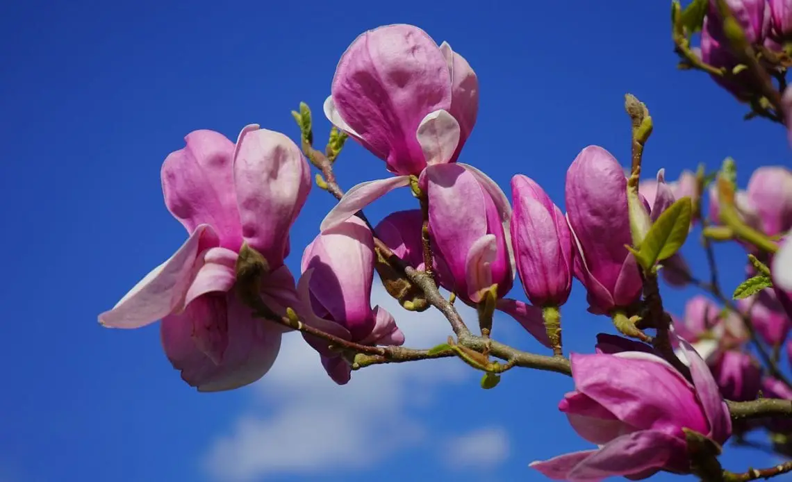 Types of magnolia flowers you must know about