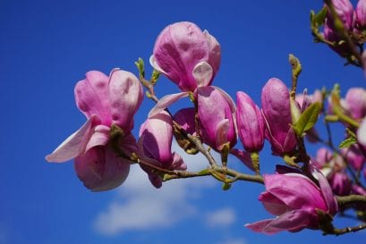 Types of magnolia flowers you must know about