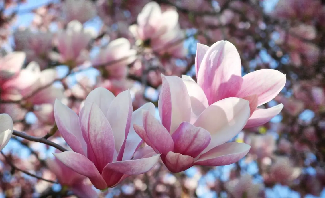 Magnolia Flowers