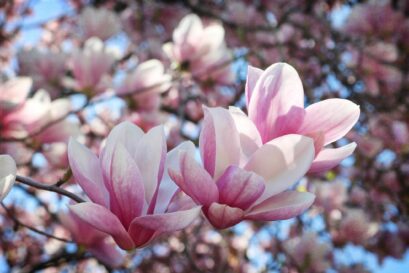 Magnolia Flowers