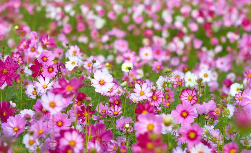 Cosmos Flower Meaning, Symbolism, and Colors Pansy Maiden