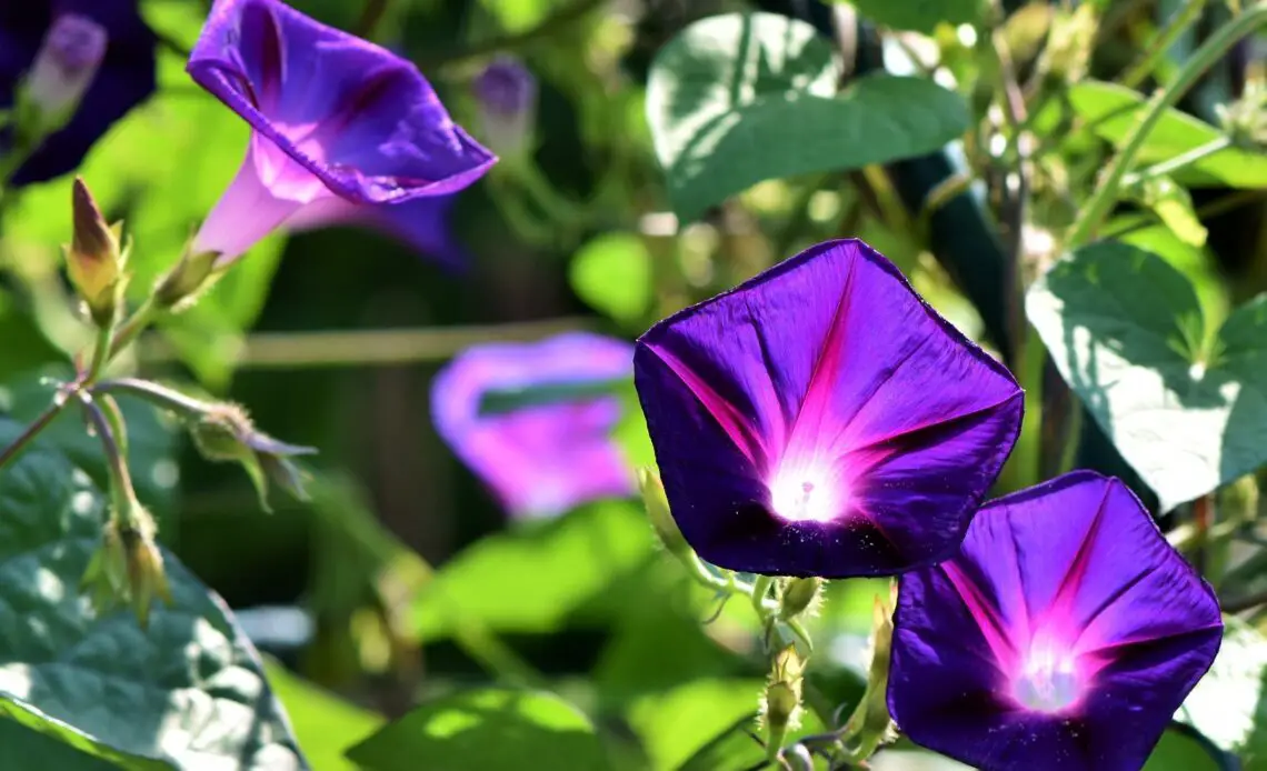 Morning Glory Flower