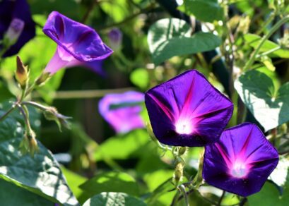 Morning Glory Flower