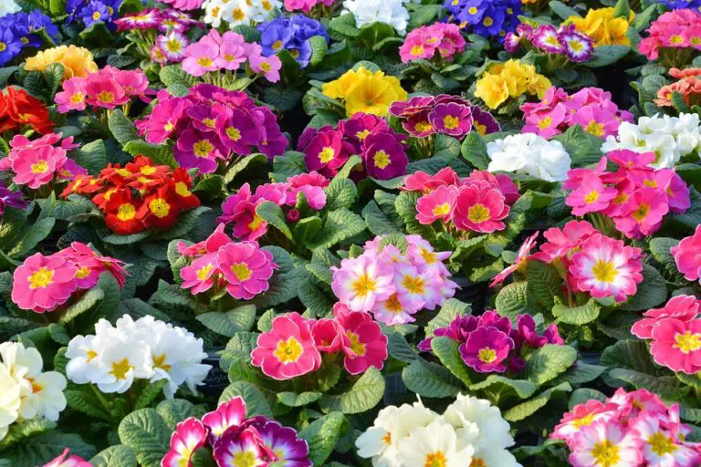 Primrose Flower Meaning, Symbolism, and Colors Pansy Maiden