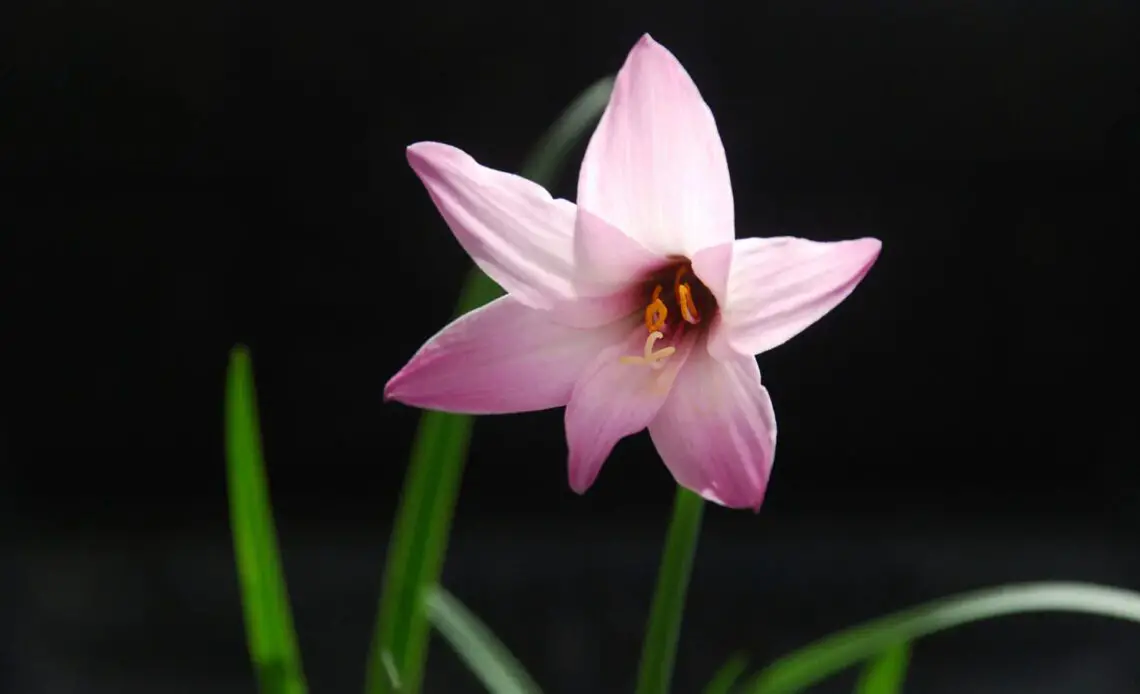 Rain Lily Flower