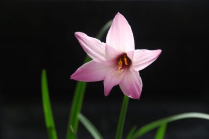 Rain Lily Flower
