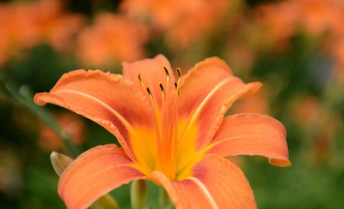 Tiger Lily Flower