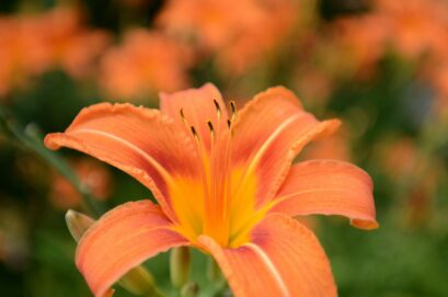 Tiger Lily Flower